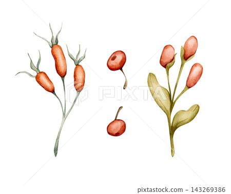 Cute Red Berries Set. Autumn Forest plants Watercolor hand drawn floral illustration isolated on white background for fall baby kids nursery design whimsical home textile cozy print porcelain crockery Cute Red Berries Set. Autumn Forest plants Watercolor hand drawn floral illustration isolated on white background for fall baby kids nursery design whimsical home textile cozy print porcelain crockery 143269386