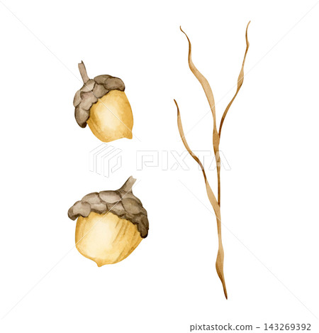 Cute acorns with dry branch. Autumn Forest plants Watercolor hand drawn floral illustration isolated on white background for fall nursery design whimsical home textile cozy print porcelain crockery Cute acorns with dry branch. Autumn Forest plants Watercolor hand drawn floral illustration isolated on white background for fall nursery design whimsical home textile cozy print porcelain crockery 143269392
