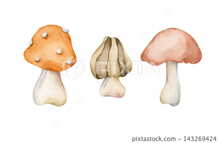Cute Autumn Mushrooms. Forest plant Fly agaric Watercolor hand drawn floral food illustration isolated on white background pastel cozy fall design home kitchen textile table cloth porcelain crockery Cute Autumn Mushrooms. Forest plant Fly agaric Watercolor hand drawn floral food illustration isolated on white background pastel cozy fall design home kitchen textile table cloth porcelain crockery 143269424
