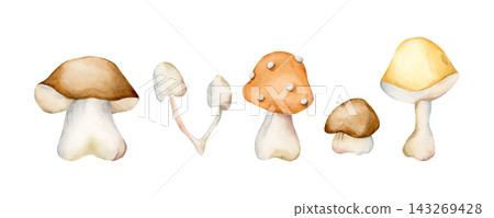 Cute Autumn Mushrooms. Forest plant Fly agaric Watercolor hand drawn floral food illustration isolated on white background pastel cozy fall design home kitchen textile table cloth porcelain crockery Cute Autumn Mushrooms. Forest plant Fly agaric Watercolor hand drawn floral food illustration isolated on white background pastel cozy fall design home kitchen textile table cloth porcelain crockery 143269428