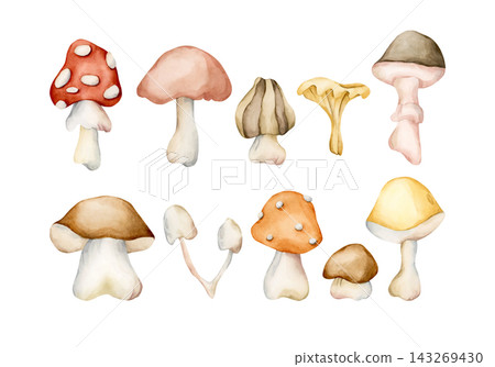 Cute Autumn Mushrooms. Forest plant Fly agaric Watercolor hand drawn floral food illustration isolated on white background pastel cozy fall design home kitchen textile table cloth porcelain crockery Cute Autumn Mushrooms. Forest plant Fly agaric Watercolor hand drawn floral food illustration isolated on white background pastel cozy fall design home kitchen textile table cloth porcelain crockery 143269430