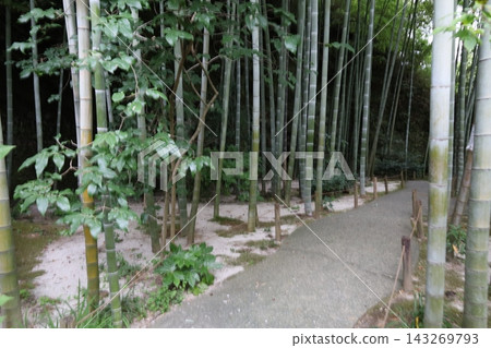 神奈川縣鎌倉市明月院的景色。 神奈川縣鎌倉市明月院的景色。 143269793
