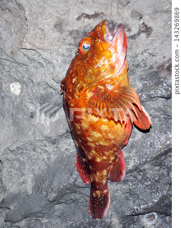 用浮釣法釣到一條體型不錯的石斑魚。 用浮釣法釣到一條體型不錯的石斑魚。 143269869