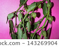 Green Physalis Plant Branches with Husked Fruit Isolated on a Vibrant Hot Pink Background 143269904