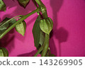 Green Physalis Husks on Stems Against a Vibrant Hot Pink Background for Modern Botanical Design 143269905