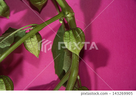Green Physalis Husks on Stems Against a Vibrant Hot Pink Background for Modern Botanical Design Green Physalis Husks on Stems Against a Vibrant Hot Pink Background for Modern Botanical Design 143269905