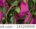 Green Physalis Fruit Hanging on Branch Against Vibrant Hot Pink Background for Botanical Concept 143269906