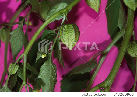 Green Physalis Fruit Hanging on Branch Against Vibrant Hot Pink Background for Botanical Concept 143269906