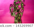 Green Physalis Plant Branch Against Vibrant Hot Pink Background with Dramatic Hard Light Shadows 143269907