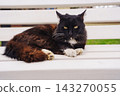 Black and brown cat resting on a white bench in a garden 143270055