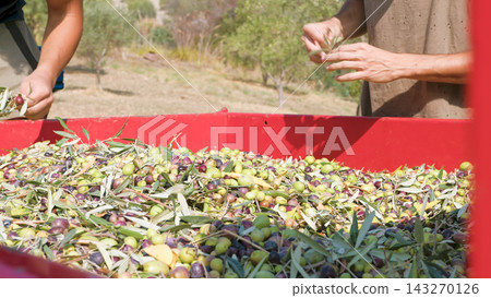 Hand touching olive for production of Extra virgin Oil Hand touching olive for production of Extra virgin Oil 143270126