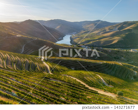Aerial drone view of the Douro River winding through terraced vineyards at sunset in the Portuguese Douro Valley wine region. 143271677