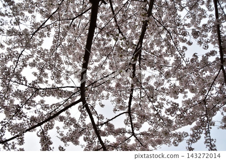 Spring in Japan: Cherry blossom festival at Sumida Park in Sumida Ward, Tokyo - Cherry blossoms in full bloom under a cloudy sky. Spring in Japan: Cherry blossom festival at Sumida Park in Sumida Ward, Tokyo - Cherry blossoms in full bloom under a cloudy sky. 143272014