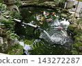 A view of the grounds of Sennyu-ji Temple in Higashiyama Ward, Kyoto City. 143272287