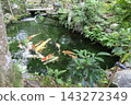 A view of the grounds of Sennyu-ji Temple in Higashiyama Ward, Kyoto City. 143272349