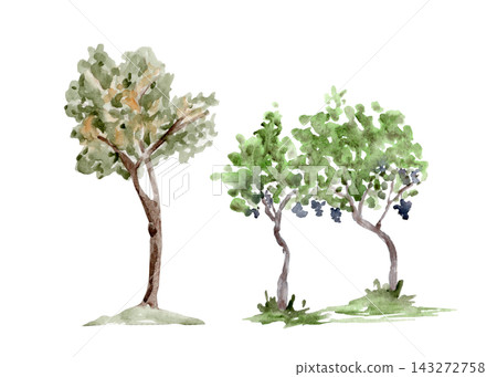 Two Mediterranean trees with green foliage and dark grape clusters, hand painted in watercolor. Isolated botanical elements for landscape design, winery branding, invitations and editorial projects 143272758