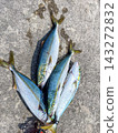 在防波堤捕獲的黃尾魚 143272832