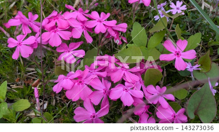 Dark pink shibazakura Dark pink shibazakura 143273036