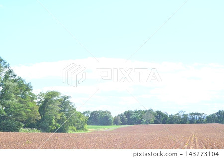 Field Field 143273104