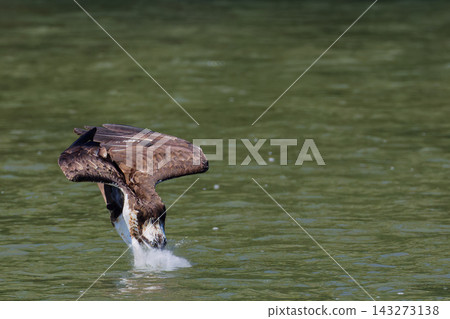 Osprey dives and creates a splash. Osprey dives and creates a splash. 143273138