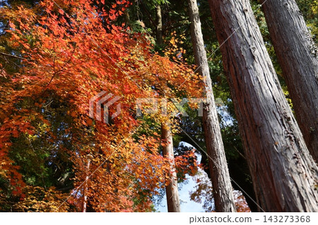 Towering cedar trees and the vibrant red and orange maple leaves spread across the autumn sky above. Towering cedar trees and the vibrant red and orange maple leaves spread across the autumn sky above. 143273368