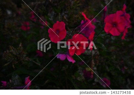 Red flower Red flower 143273438