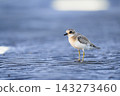 Medaidori young bird 143273460