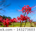 紅色的彼岸花向著藍天盛開 143273603