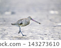A Bar-tailed Godwit running with a crab in its beak. 143273610