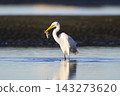 Great Egret who caught a fish 143273620
