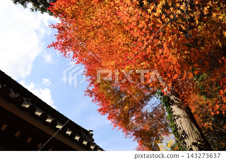 金紅色的秋葉鋪滿天空，裝飾著古老寺廟的瓦頂和參天大樹的樹幹。 143273637