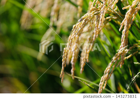 Golden ears of rice Golden ears of rice 143273831