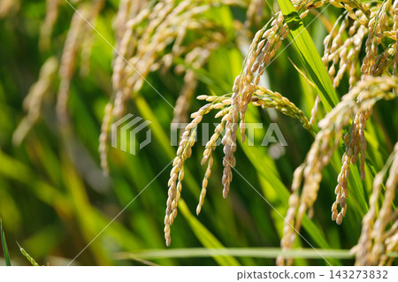 Golden ears of rice Golden ears of rice 143273832