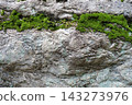 Moss growing on rocks 143273976