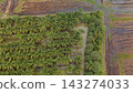 High Angle Landscape of Beautiful Organic Coconut Crop and Farming Field 143274033