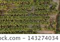 High Angle Landscape of Beautiful Organic Coconut Crop and Farming Field 143274034