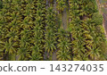 High Angle Landscape of Beautiful Organic Coconut Crop and Farming Field 143274035