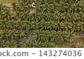 High Angle Landscape of Beautiful Organic Coconut Crop and Farming Field 143274036