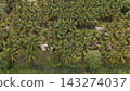 High Angle Landscape of Beautiful Organic Coconut Crop and Farming Field 143274037