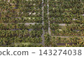 High Angle Landscape of Beautiful Organic Coconut Crop and Farming Field 143274038