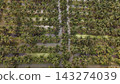 High Angle Landscape of Beautiful Organic Coconut Crop and Farming Field 143274039