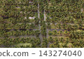 High Angle Landscape of Beautiful Organic Coconut Crop and Farming Field 143274040