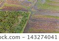 High Angle Landscape of Beautiful Organic Coconut Crop and Farming Field 143274041