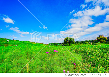 Scenery with cosmos Scenery with cosmos 143274114