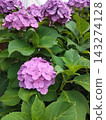 hydrangea   143274128