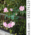 Promenade 143274129
