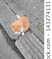 Cute cat 143274131