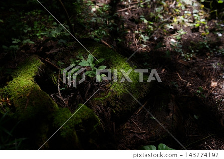 New life sprouting from a moss-covered tree stump New life sprouting from a moss-covered tree stump 143274192