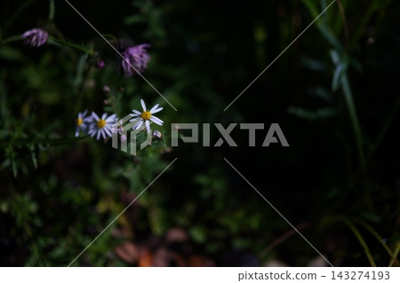 野生菊花在野外茁壯生長 野生菊花在野外茁壯生長 143274193