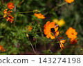 一隻蜜蜂停在一朵黃色的波斯菊上。 143274198